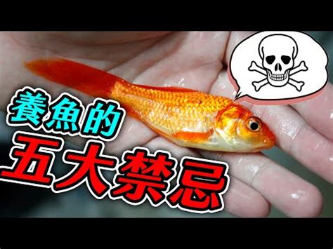 養觀賞魚|養魚新手入門：12個教學讓你養魚一次上手（新手必讀）